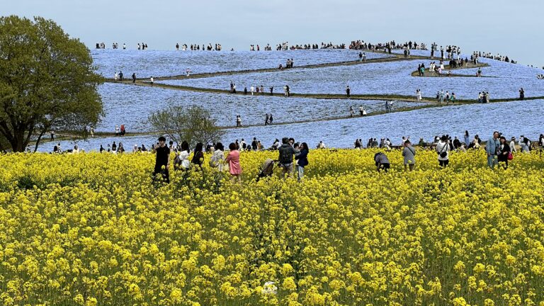 Nemophila Hitachi Seaside Park