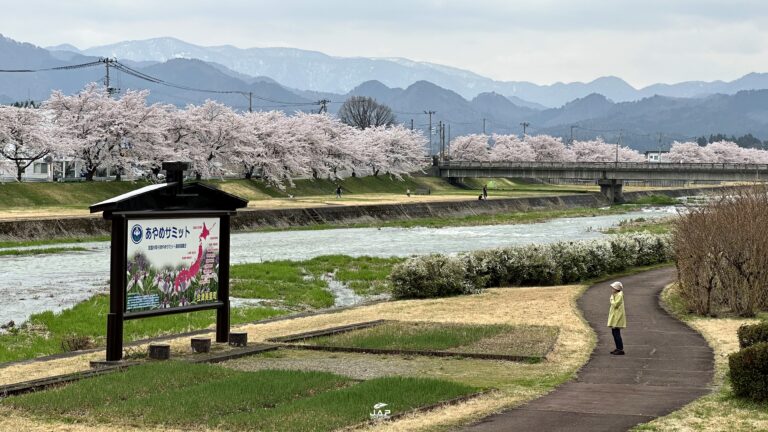 อัพเดทซากุระที่ Miyagawa Senbonsakura