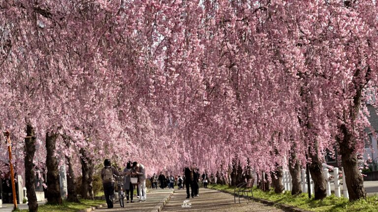 อัพเดทชิดะเระซากุระ Nicchu Line Weeping Cherry Tree
