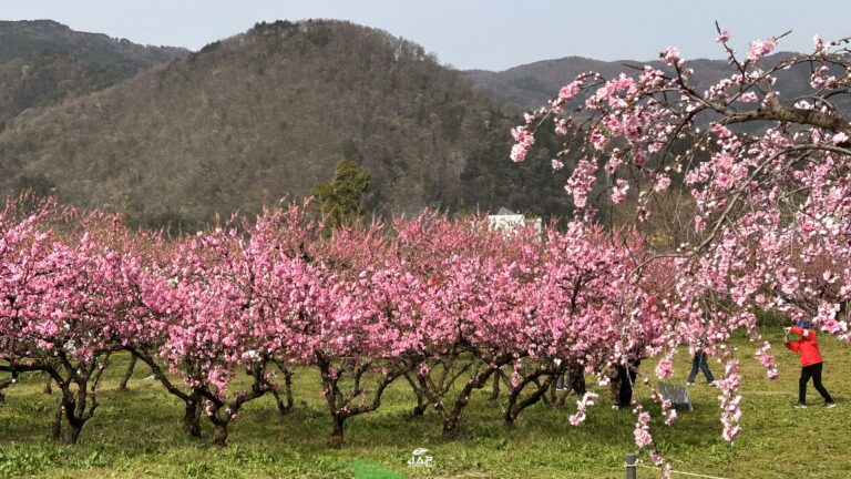 อัพเดทสวนดอกพีชที่ Hanamomo no sato