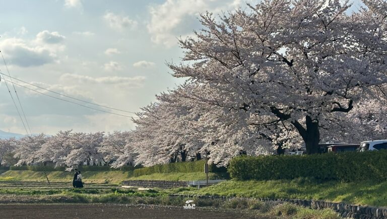 อัพเดทซากุระที่ Arakawa Sakura Tsutsumi Park