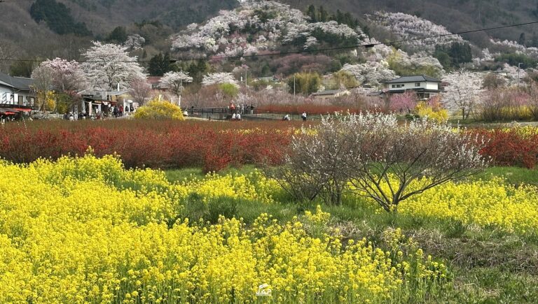 อัพเดทสวน Hanamiyama 10/4/2025