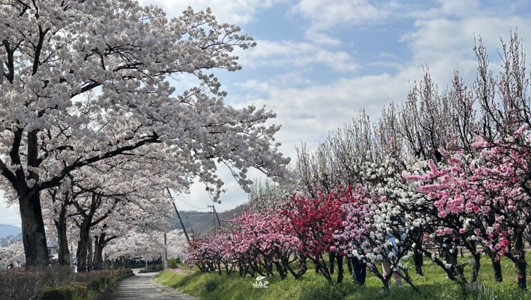 อัพเดทซากุระที่ Hanamomo Park