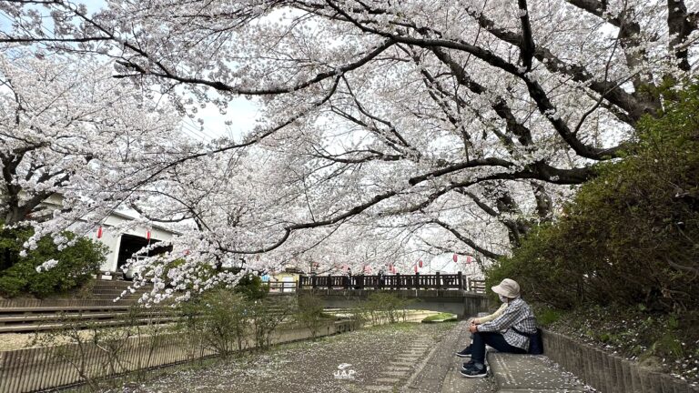 อัพเดทซากุระที่ Motoarakawa Sakuranamiki