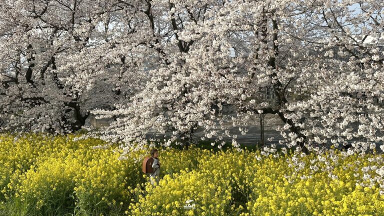 อัพเดทซากุระที่ Kumagaya Sakura Tsutsumi