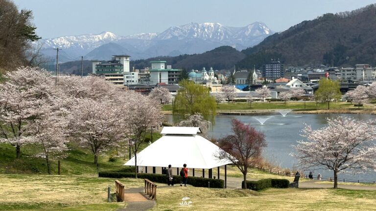 อัพเดทซากุระที่ Tendo Park