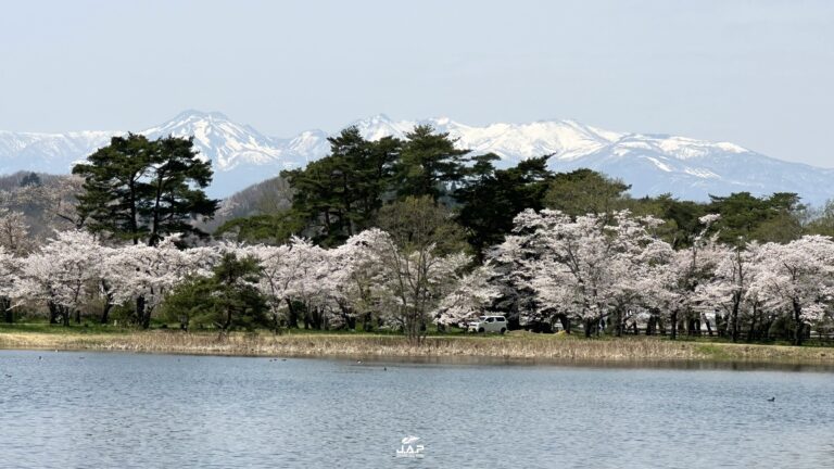 อัพเดทซากุระ Nanko Park