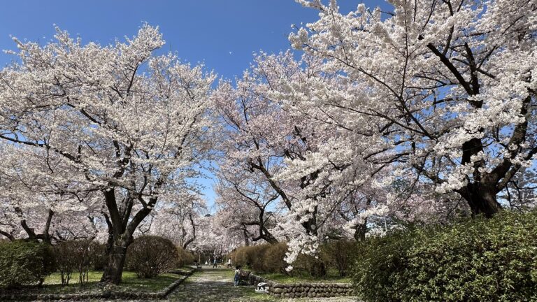 อัพเดทซากุระที่สวน Mizusawa Park