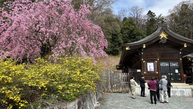 อัพเดทซากุระที่สวน Shinobuyama Park