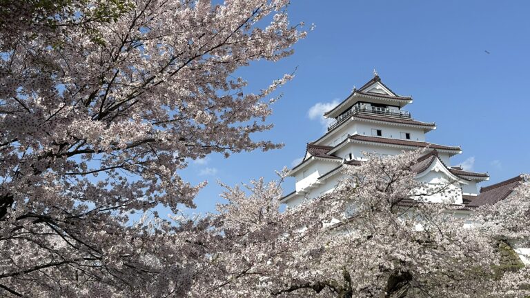 อัพเดทซากุระที่ Tsuruga Castle
