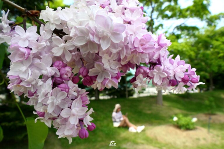 Kawashimo Lilac Festival