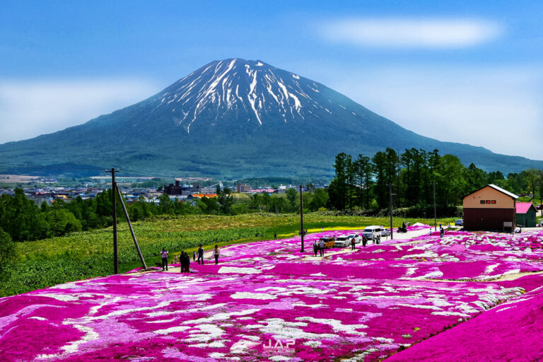 Mishima-San’s Shibazakura Garden