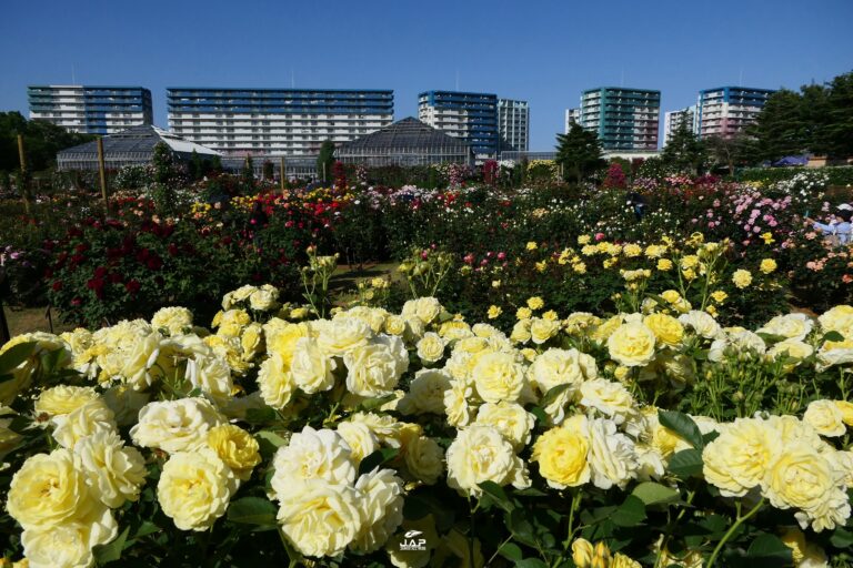 Keisei Rose Garden